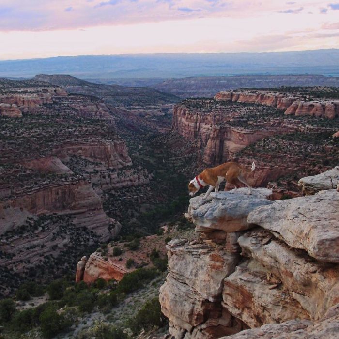 Perro y gato juntos en una aventura en la naturaleza