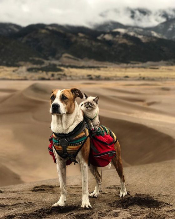 Perro y gato juntos en una aventura en la naturaleza