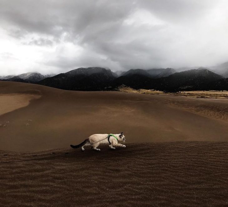 Perro y gato juntos en una aventura en la naturaleza