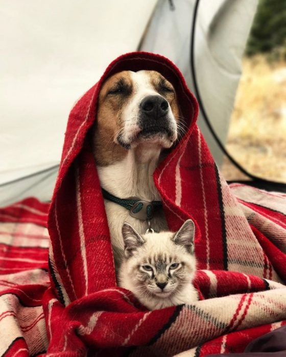 Perro y gato juntos en una aventura en la naturaleza