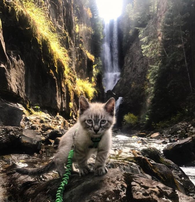 Perro y gato juntos en una aventura en la naturaleza