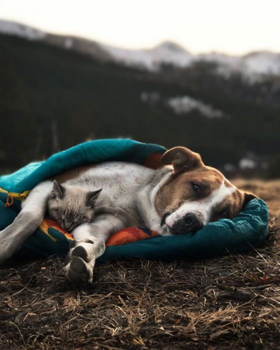 Perro y gato juntos en una aventura en la naturaleza