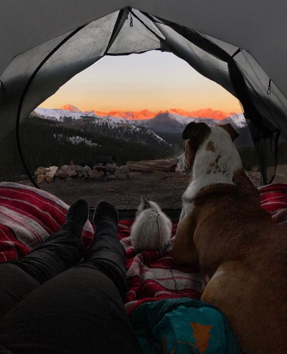 Perro y gato juntos en una aventura en la naturaleza