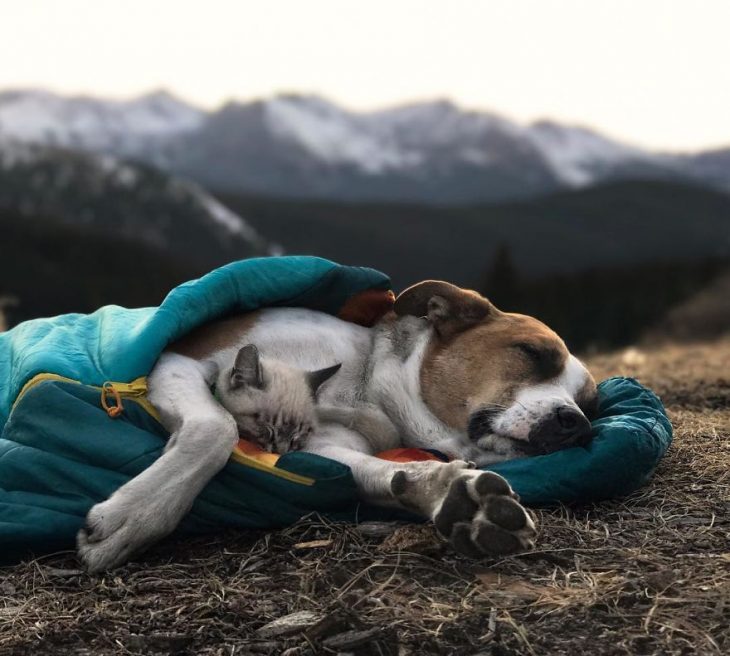 Perro y gato juntos en una aventura en la naturaleza