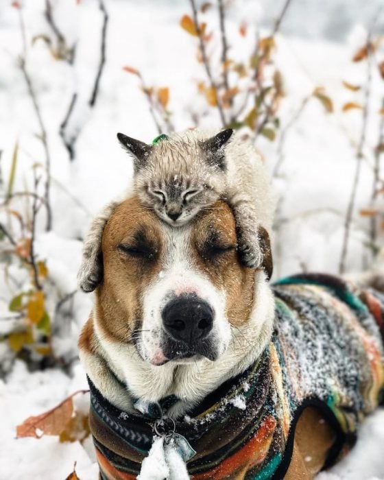 Perro y gato juntos en una aventura en la naturaleza