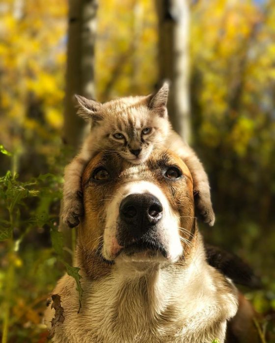 Perro y gato juntos en una aventura en la naturaleza