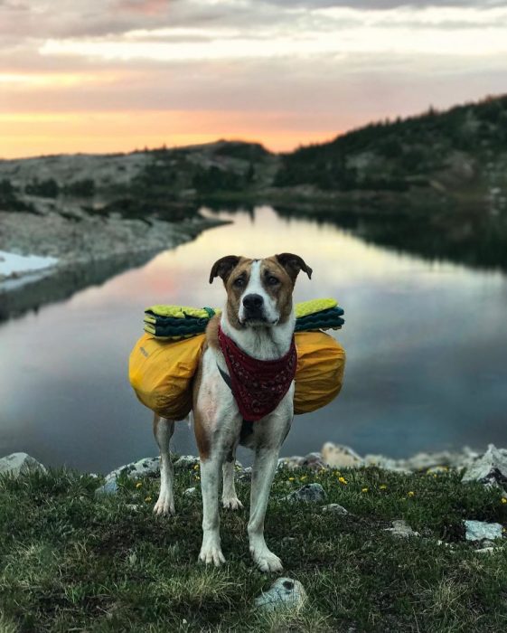 Perro y gato juntos en una aventura en la naturaleza