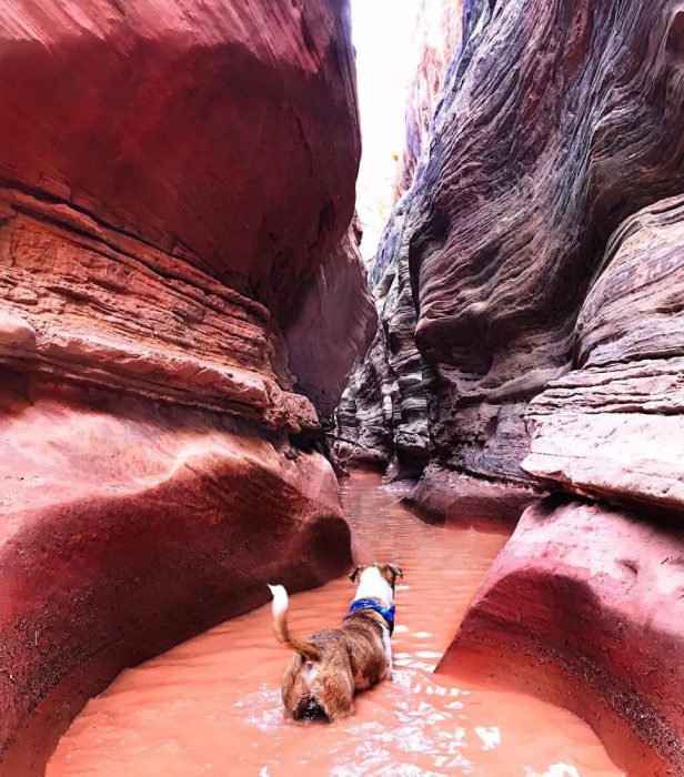 Perro y gato juntos en una aventura en la naturaleza