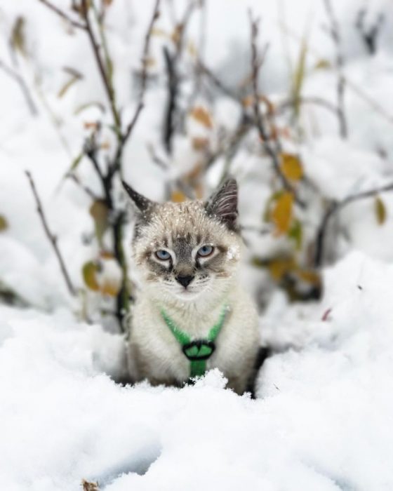 Perro y gato juntos en una aventura en la naturaleza