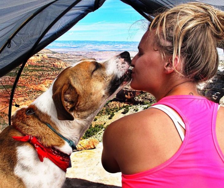 Perro y gato juntos en una aventura en la naturaleza