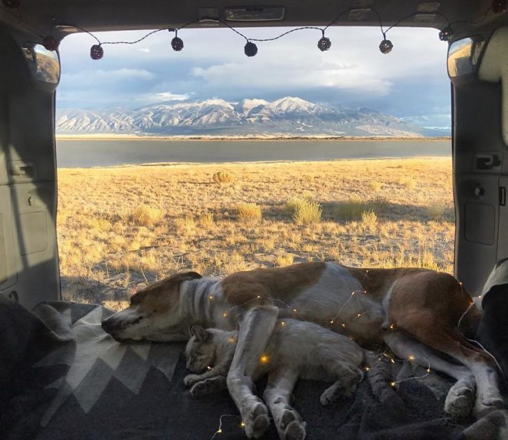 Perro y gato juntos en una aventura en la naturaleza