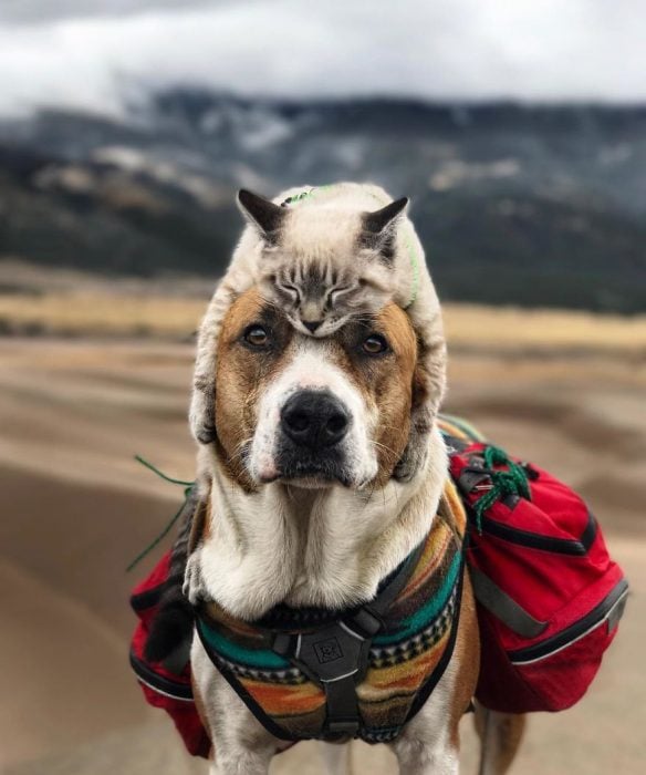 Perro y gato juntos en una aventura en la naturaleza