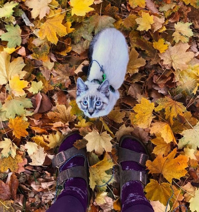 Perro y gato juntos en una aventura en la naturaleza