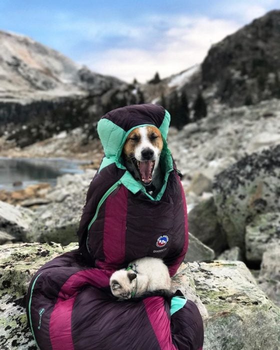 Perro y gato juntos en una aventura en la naturaleza