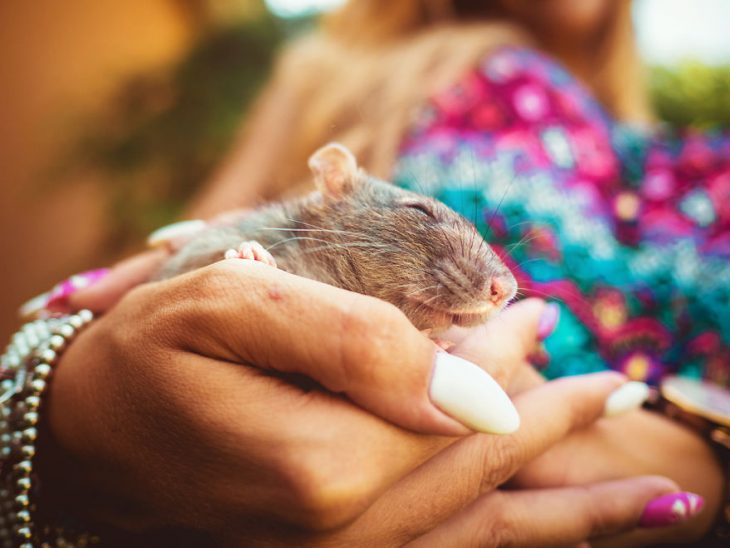 ratita con los ojos cerrados