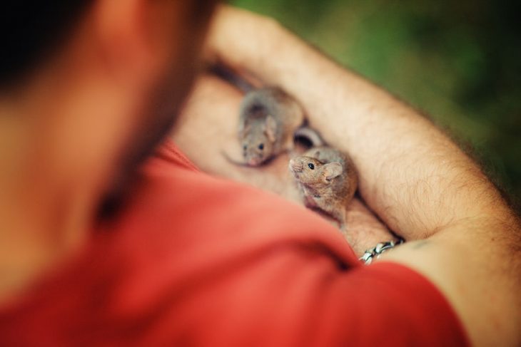 dos ratitas mirando