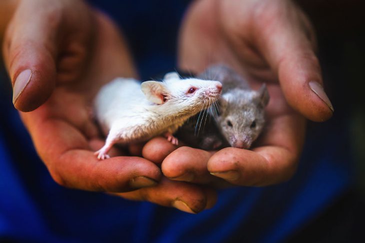 ratita blanca y ratita gris en manos