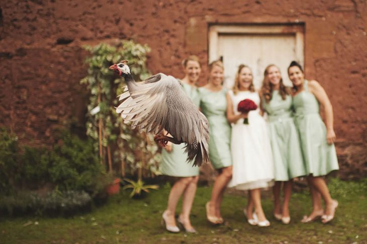por qué invitar animales a tu boda