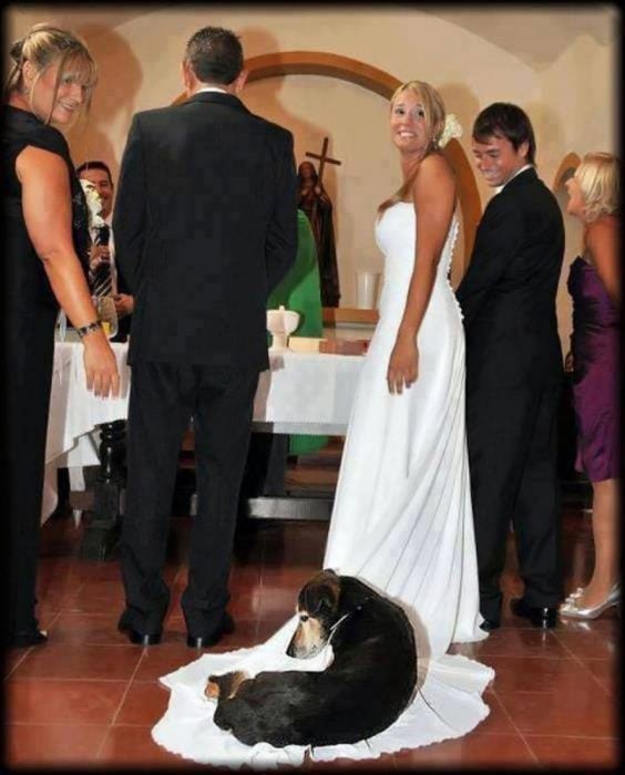 por qué invitar animales a tu boda
