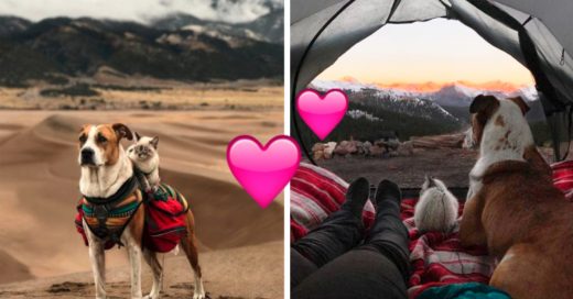 Cover Una familia viajera recorre la naturaleza con su perro y su gatito