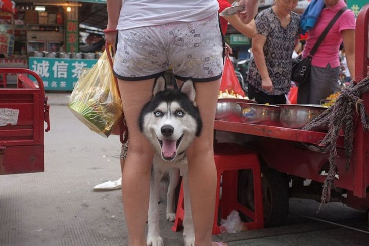 husky foto