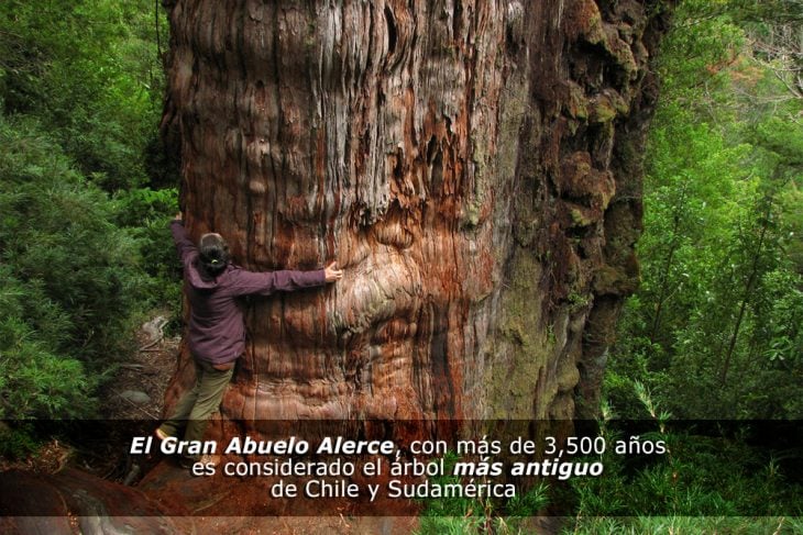 El árbol más viejo de la historia