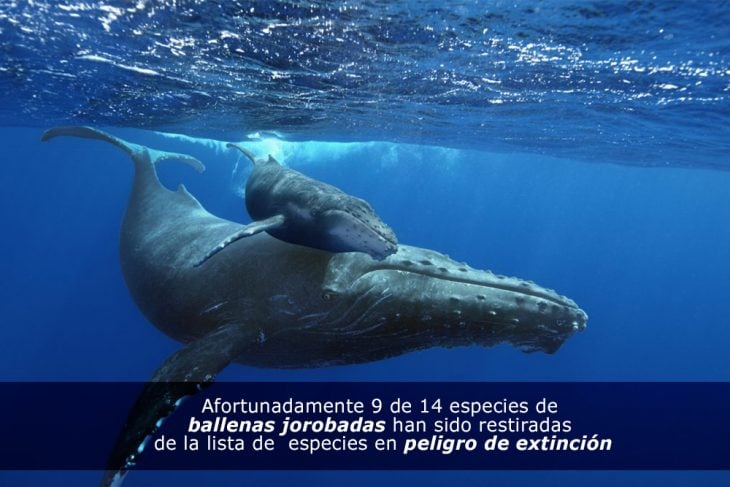 Salvemos a las ballenas