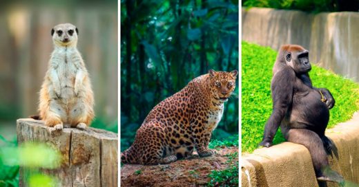 Cover Mamás del reino animal que presumen su embarazo