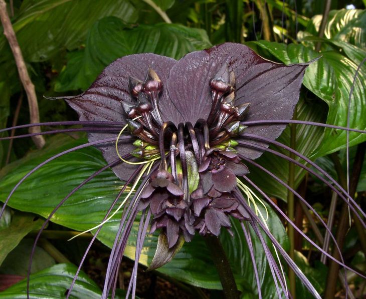 Tacca Chantrieri