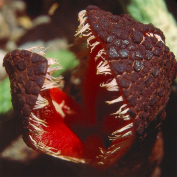 Hydnora Africana