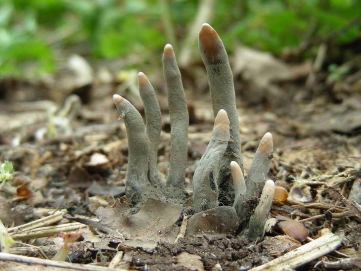 Xylaria Polymorpha