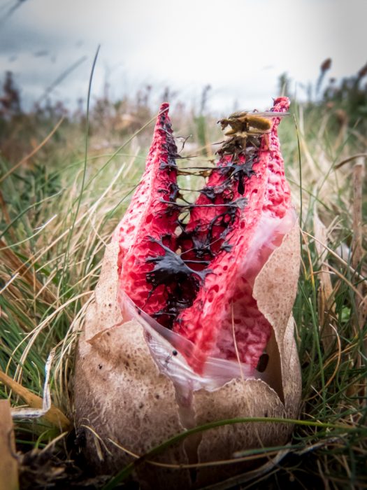 Clathrus Archeri