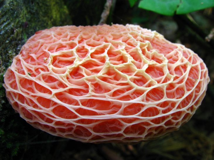 Rhodotus Palmatus