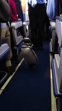 Pingüinos el en avión 
