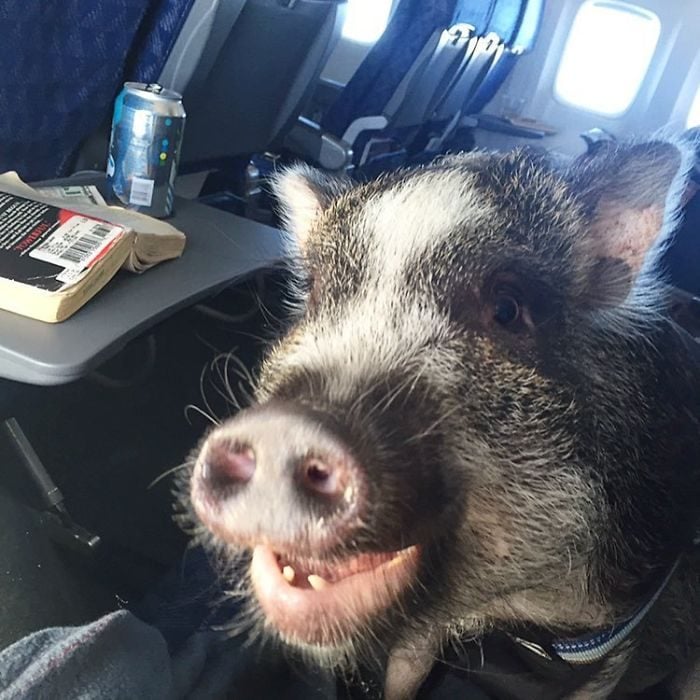 Cerdos viajando