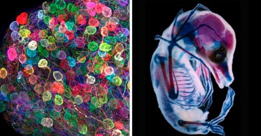 Cover Estas fotografías microscópicas te sorprenderán