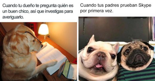 Cover Memes de perritos que todos necesitan en su vida