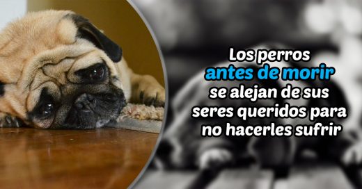 Cover Sorprendentes datos sobre animales