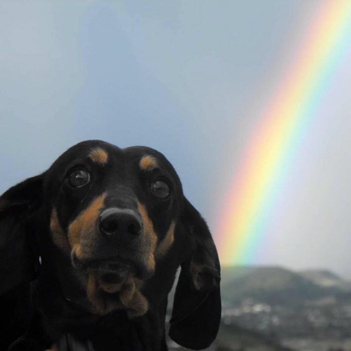 perrito arcoiris