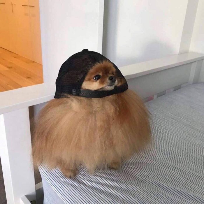 perrito gorra