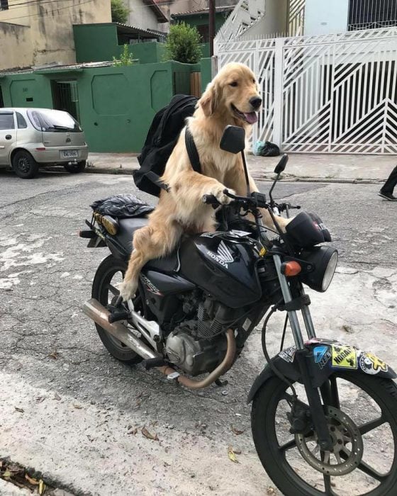 perrito moto