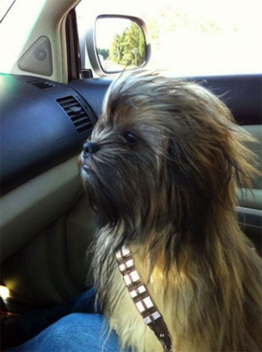 chewbaca perro