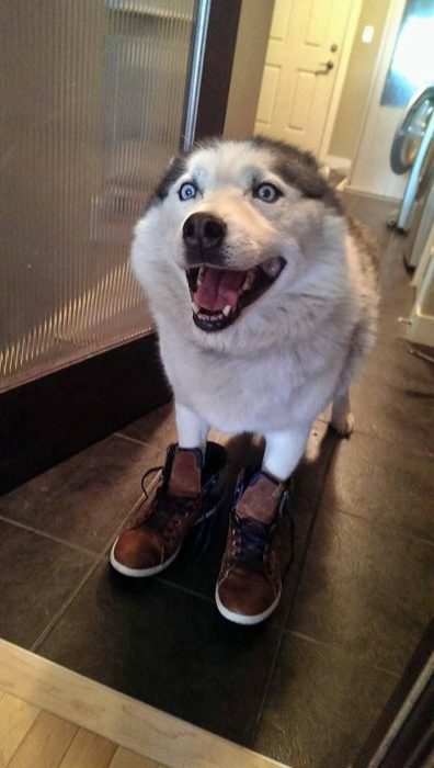 perrito husky botas