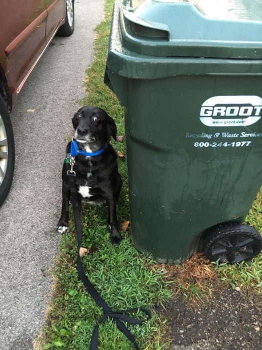 perrito culpa