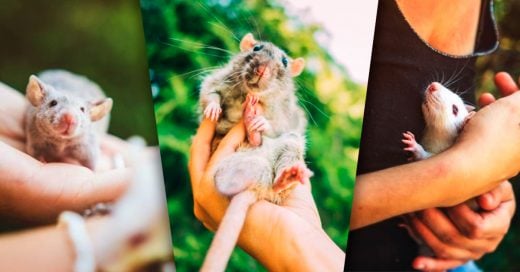 Cover Fotografió a ratas y ratones que pasaron sus vidas en un laboratorio