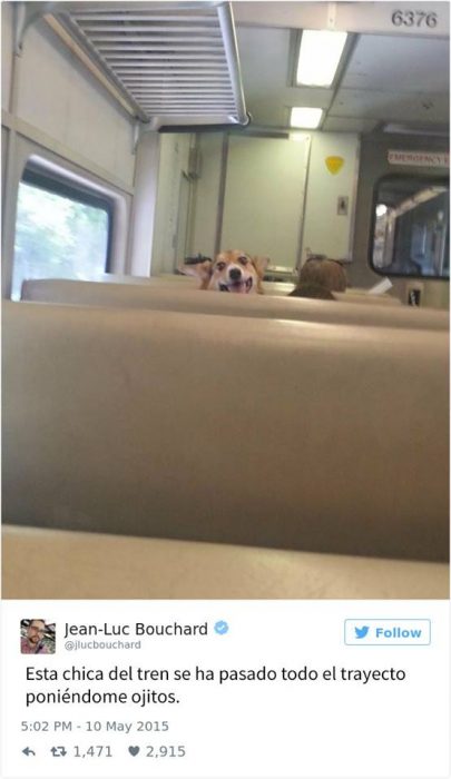 perrito tren