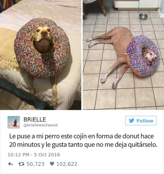 perrito dona