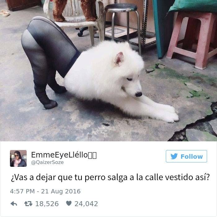 perrito estirándose 