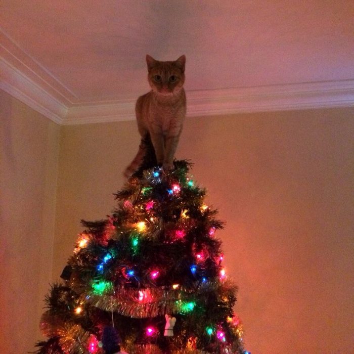 gato navidad