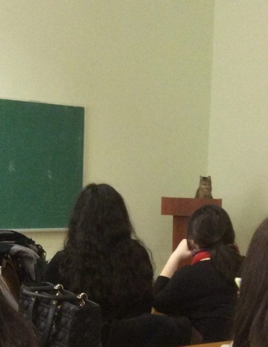 gato conferencia